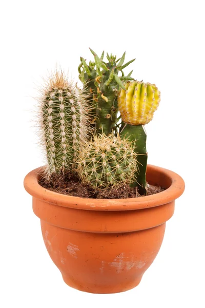 Cactus garden — Stock Photo, Image