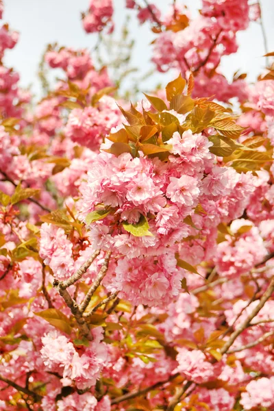 stock image Japanese cherry with blossom