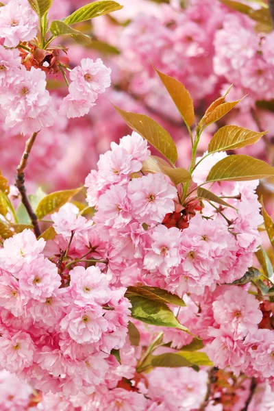 Японская вишня с цветком — стоковое фото