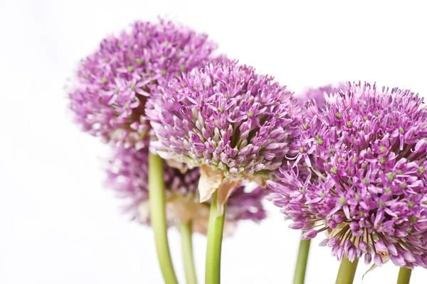 stock image Beautiful flowers