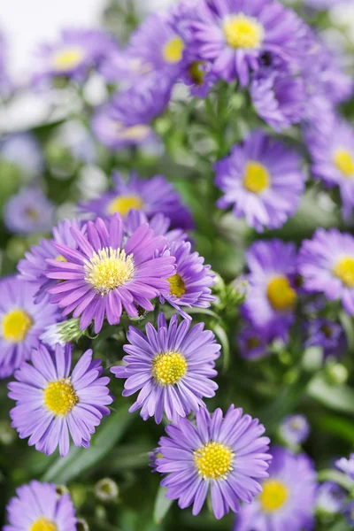 stock image Chrysanthemum Flowers