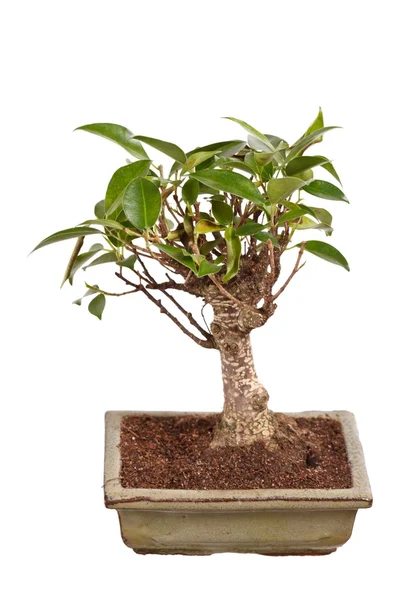Árbol de bonsái en una maceta aislada sobre fondo blanco —  Fotos de Stock