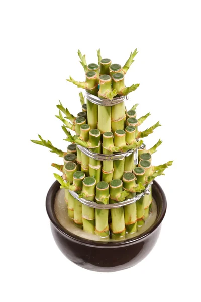 Bambu i blomkruka — Stockfoto