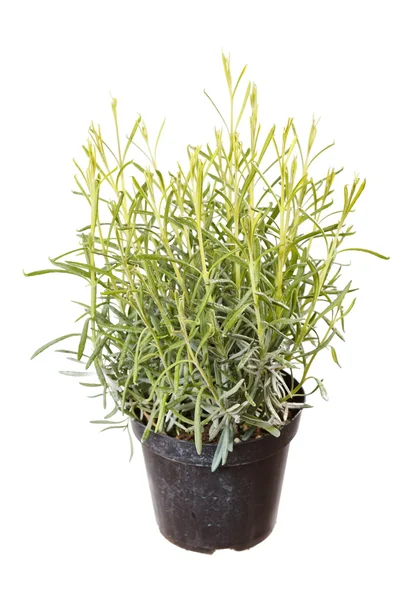 Lavender herb — Stock Photo, Image
