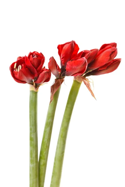Rode amaryllis bloemen — Stockfoto