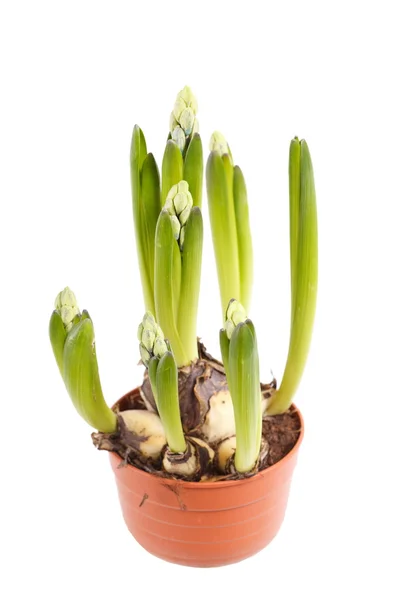 Amaryllis in plastic pot — Stock Photo, Image