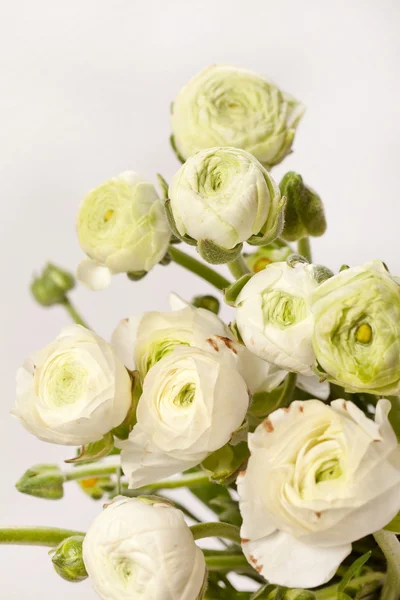 Ranunculus blanco — Foto de Stock