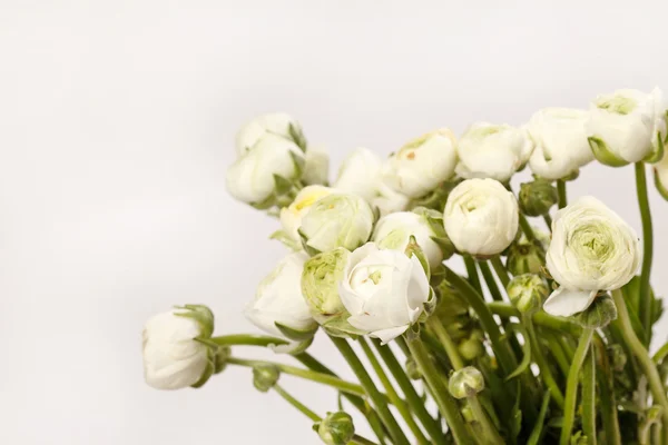 Белый Ranunculus — стоковое фото