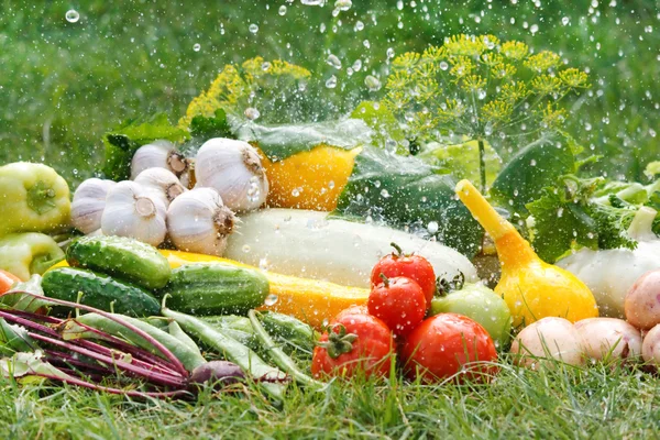 Stock image Fresh vfresh vegetables