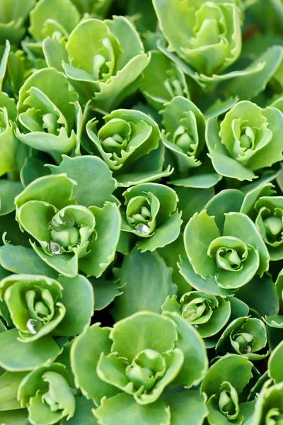 Plant background — Stock Image Plant background Stock Photo