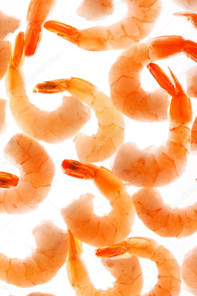 Shrimps on the white