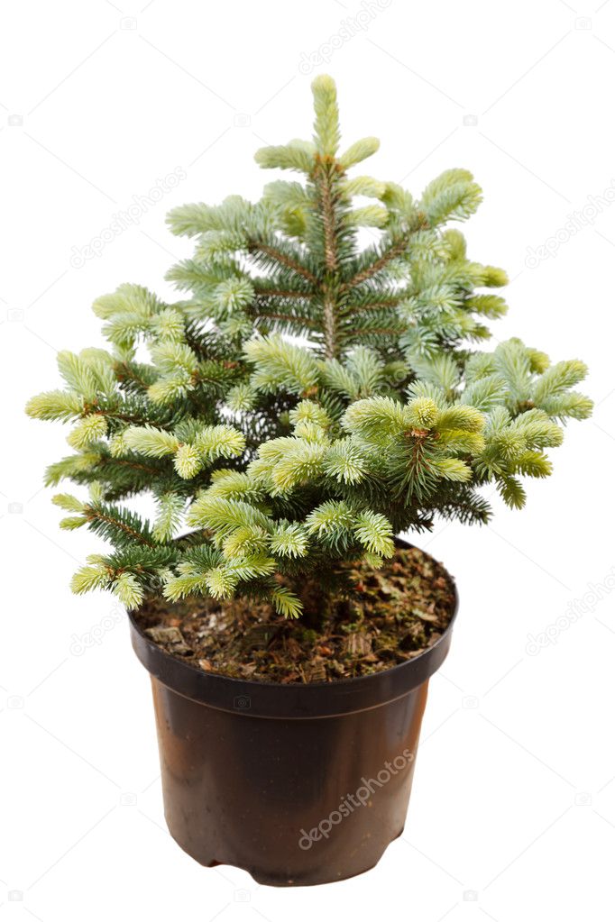 Fir-tree isolated on white