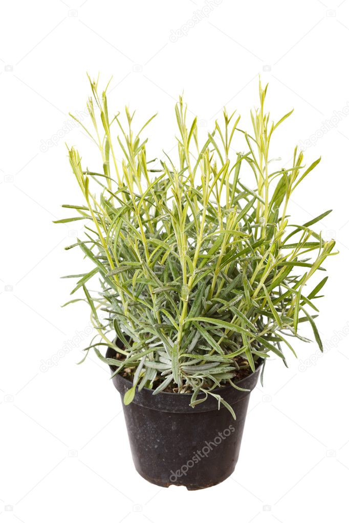 Lavender herb