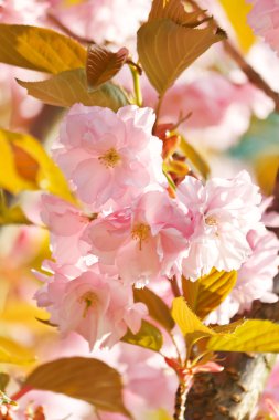 Japon cherry blossom ile