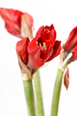 amaryllis kırmızı çiçekler
