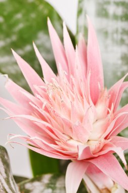 Aechmea Fasciata Bromeliad isolated on white clipart