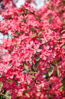 Japon cherry blossom ile