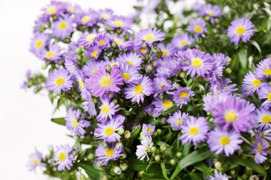 kasımpatı çiçekleri