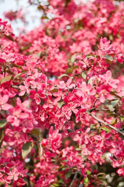 Japon cherry blossom ile