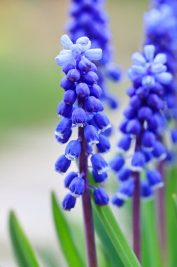 Grape hyacinth in spring clipart