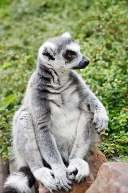 Cute Lemur clipart