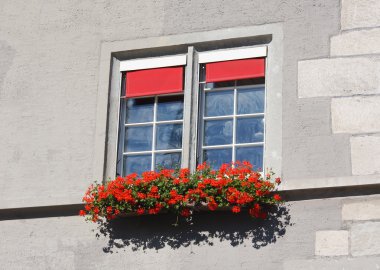 Windows ile çiçekler