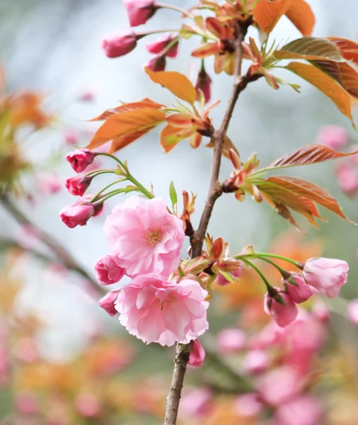 Ιαπωνικής Κερασιάς με άνθος — Φωτογραφία Αρχείου