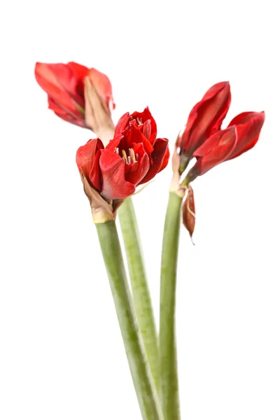 Rote Amaryllisblüten — Stockfoto