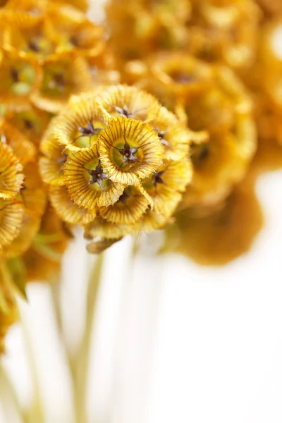 ニースの花 — ストック写真