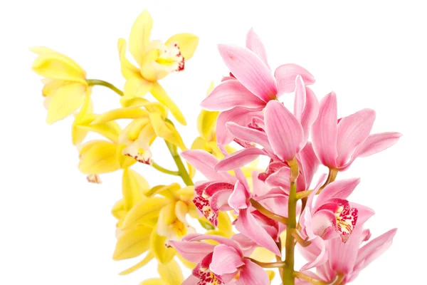 Orchidea elszigetelt fehér háttér — Stock Fotó