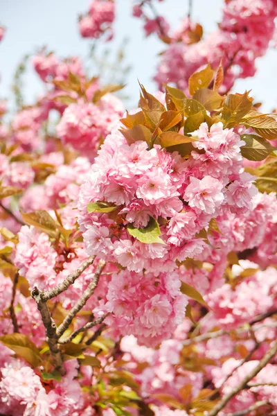 stock image Japanese cherry with blossom