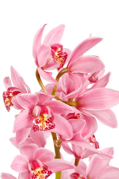 Orchidée isolée sur fond blanc — Photo