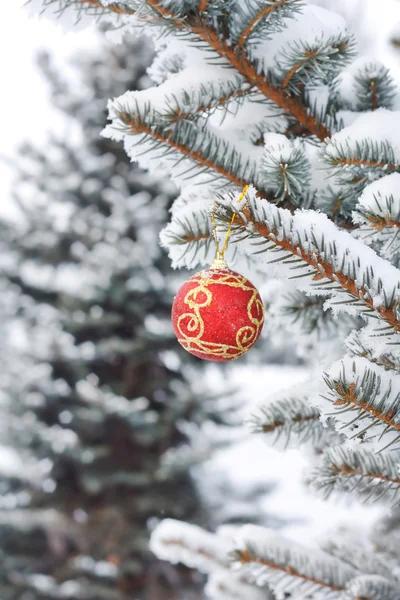 Bola de Navidad en el abeto —  Fotos de Stock
