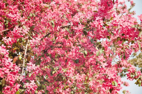 stock image Japanese cherry with blossom