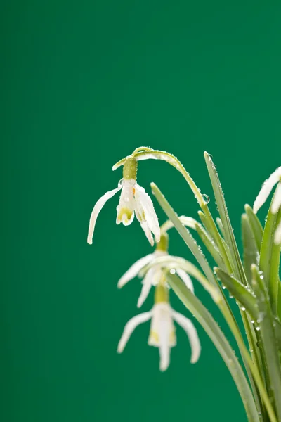 Hóvirág virágok — Stock Fotó