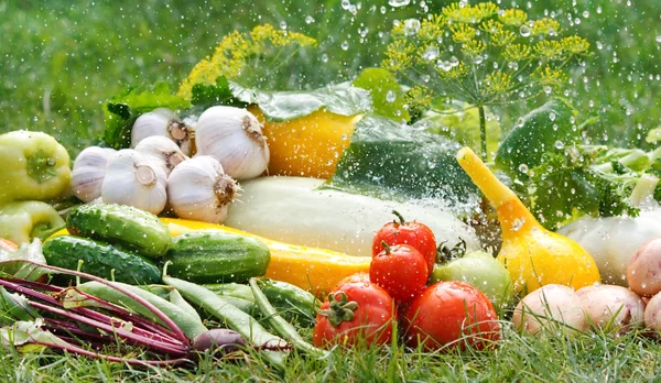 stock image Fresh vfresh vegetables