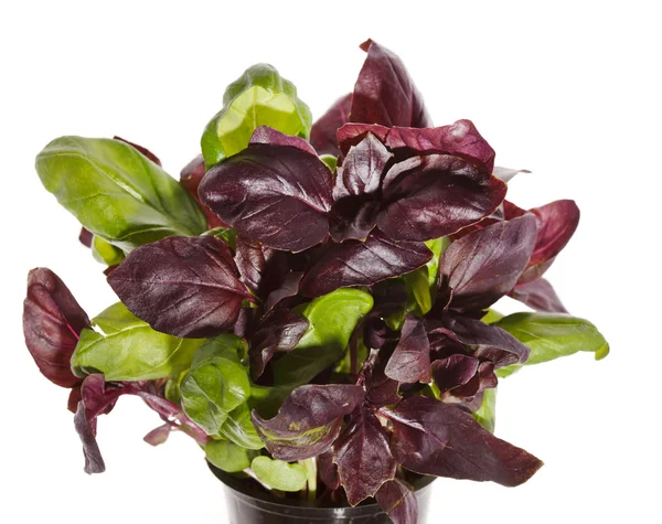 stock image Fresh basil