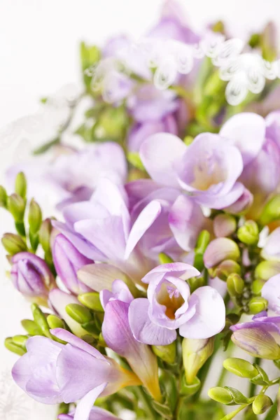 Purple freesia — Stock Photo, Image