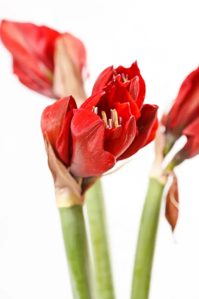 Rote Amaryllisblüten — Stockfoto