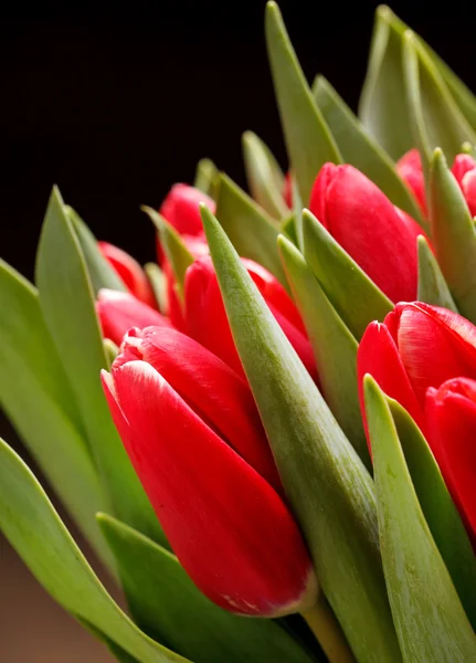 stock image Beautiful tulips