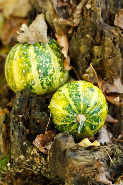 Pumpkins on a autumn valley — Stock Photo, Image