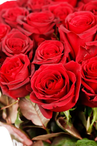 Hermosas rosas —  Fotos de Stock