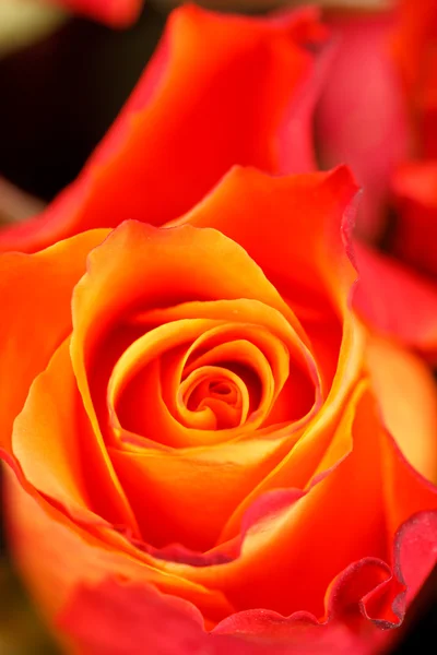 सुंदर गुलाब — स्टॉक फोटो, इमेज