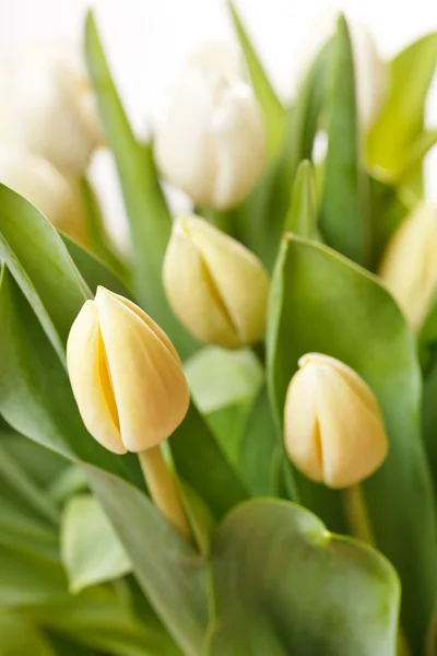 Belles tulipes — Photo