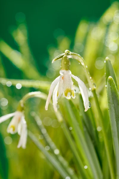 雪花莲的花 — 图库照片