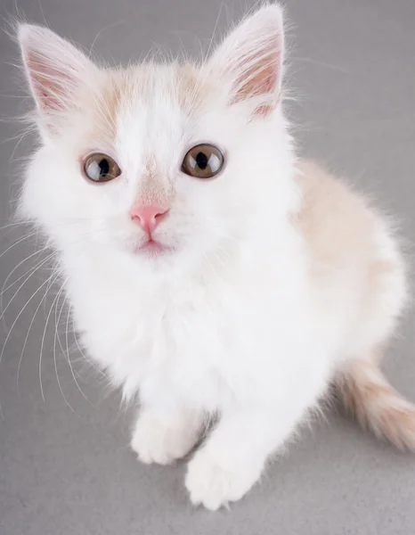 Zabawny kotek biały — Zdjęcie stockowe