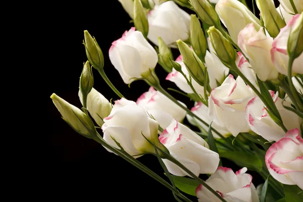ดอกไม้สวย — ภาพถ่ายสต็อก