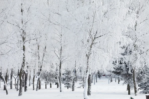 雪地里的冬季公园 — 图库照片