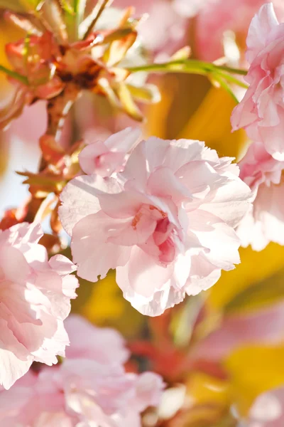 Cereja japonesa com flor — Fotografia de Stock