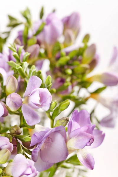 Purple freesia — Stock Photo, Image